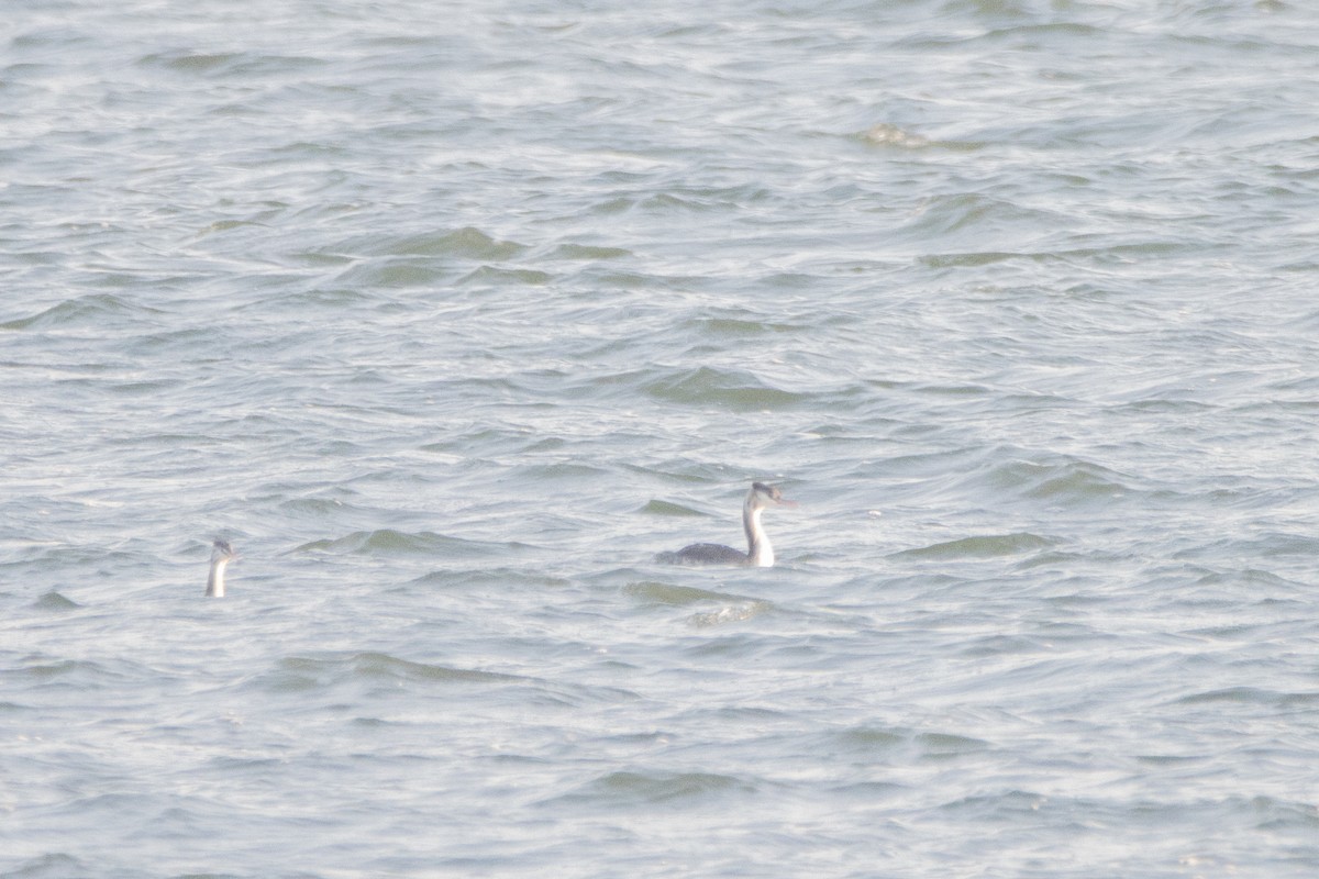 Great Crested Grebe - ML623982573