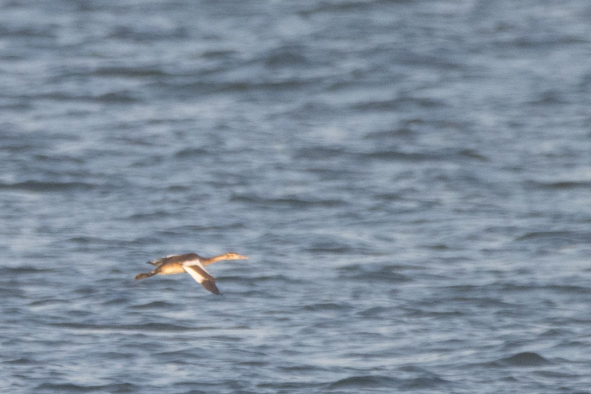 Great Crested Grebe - ML623982574