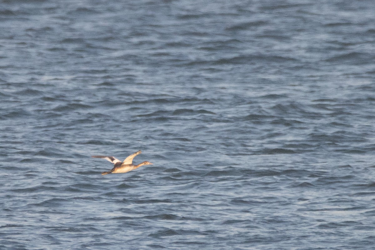 Great Crested Grebe - ML623982575