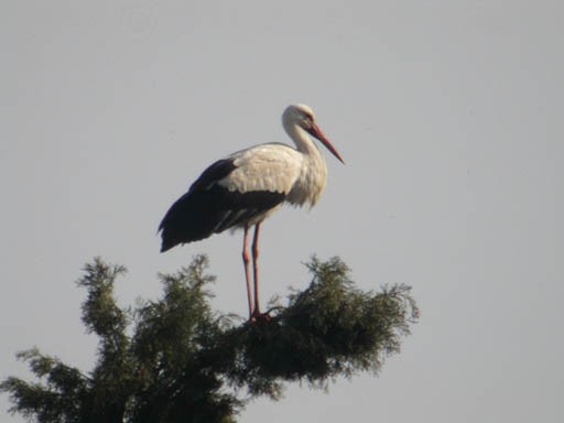 Cigüeña Blanca - ML623982599