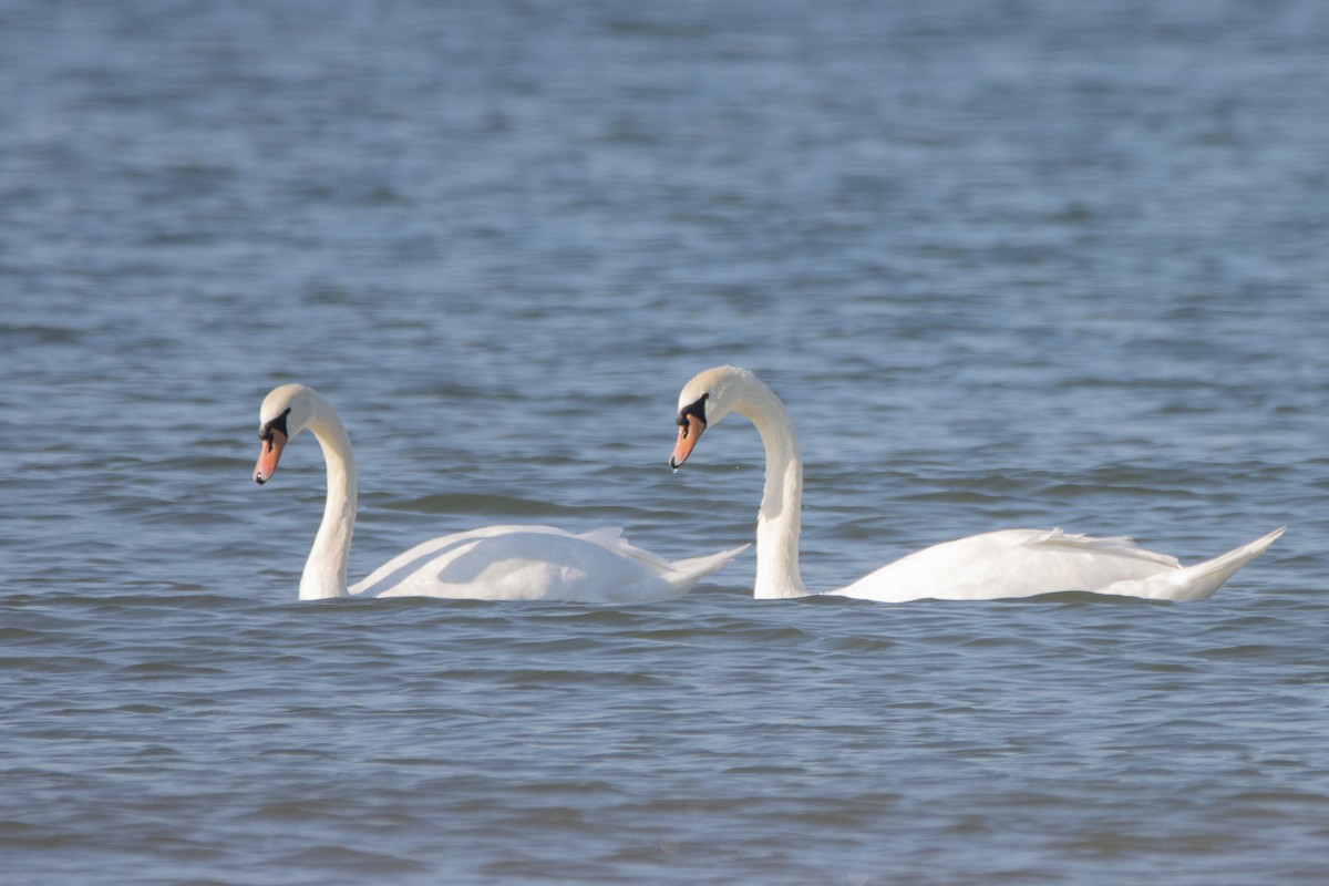 Mute Swan - ML623982601