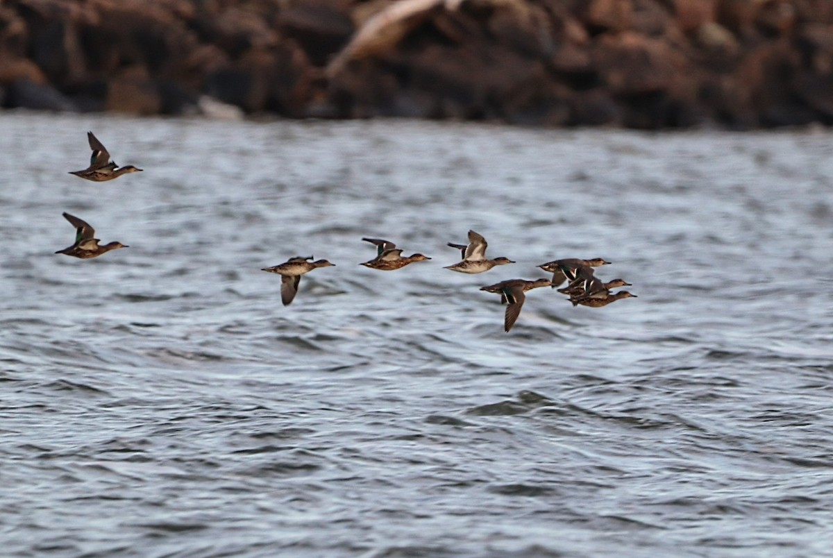 Green-winged Teal - Yves Robichaud