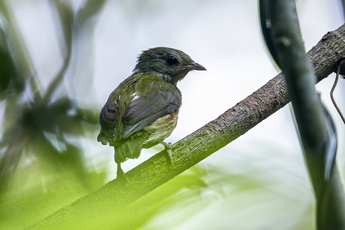 Painted Manakin - ML623982624