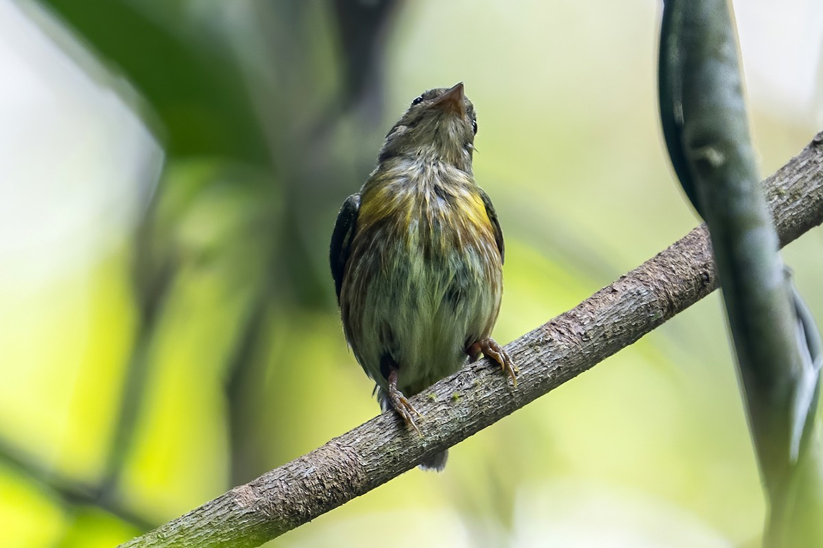 Painted Manakin - ML623982625