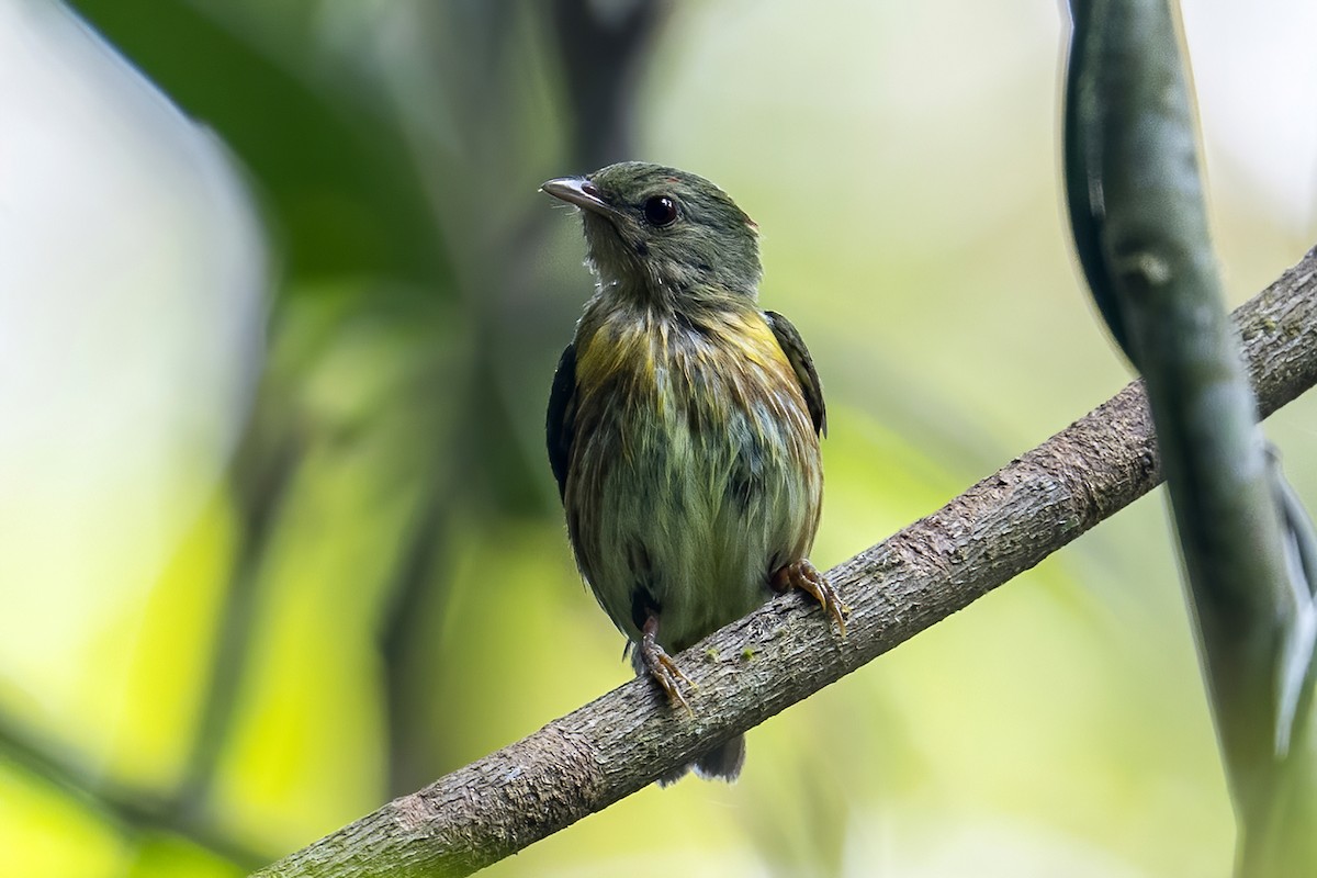 Painted Manakin - ML623982626