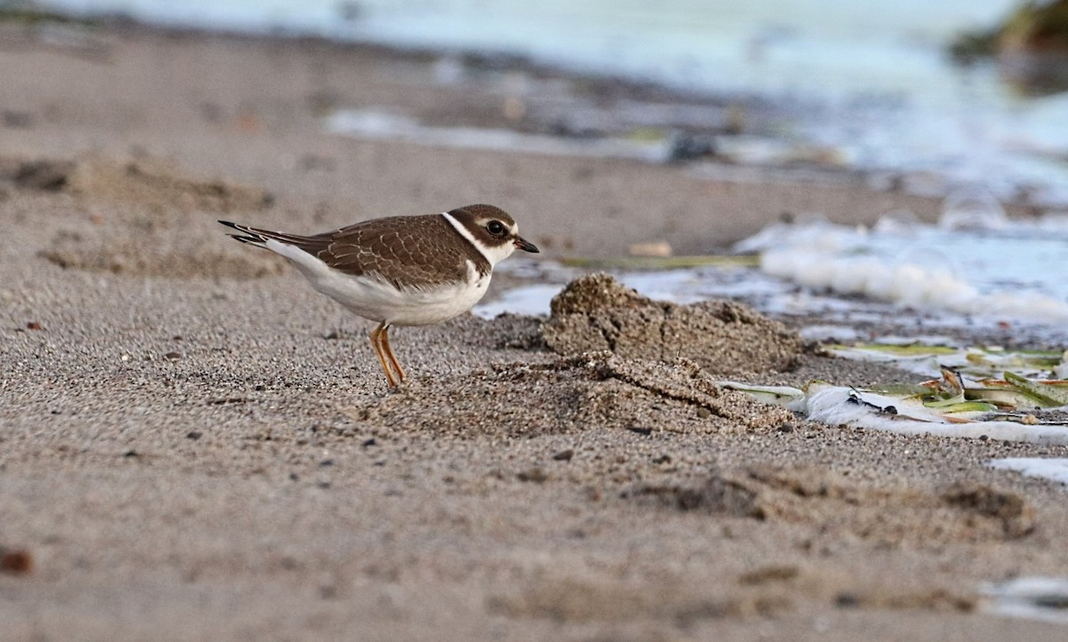 Semipalmated Plover - ML623982632