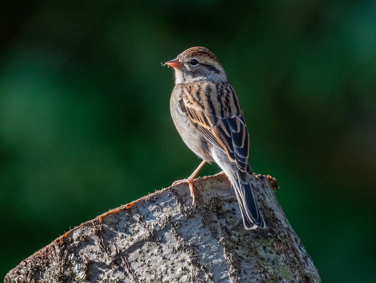 Chipping Sparrow - ML623982639