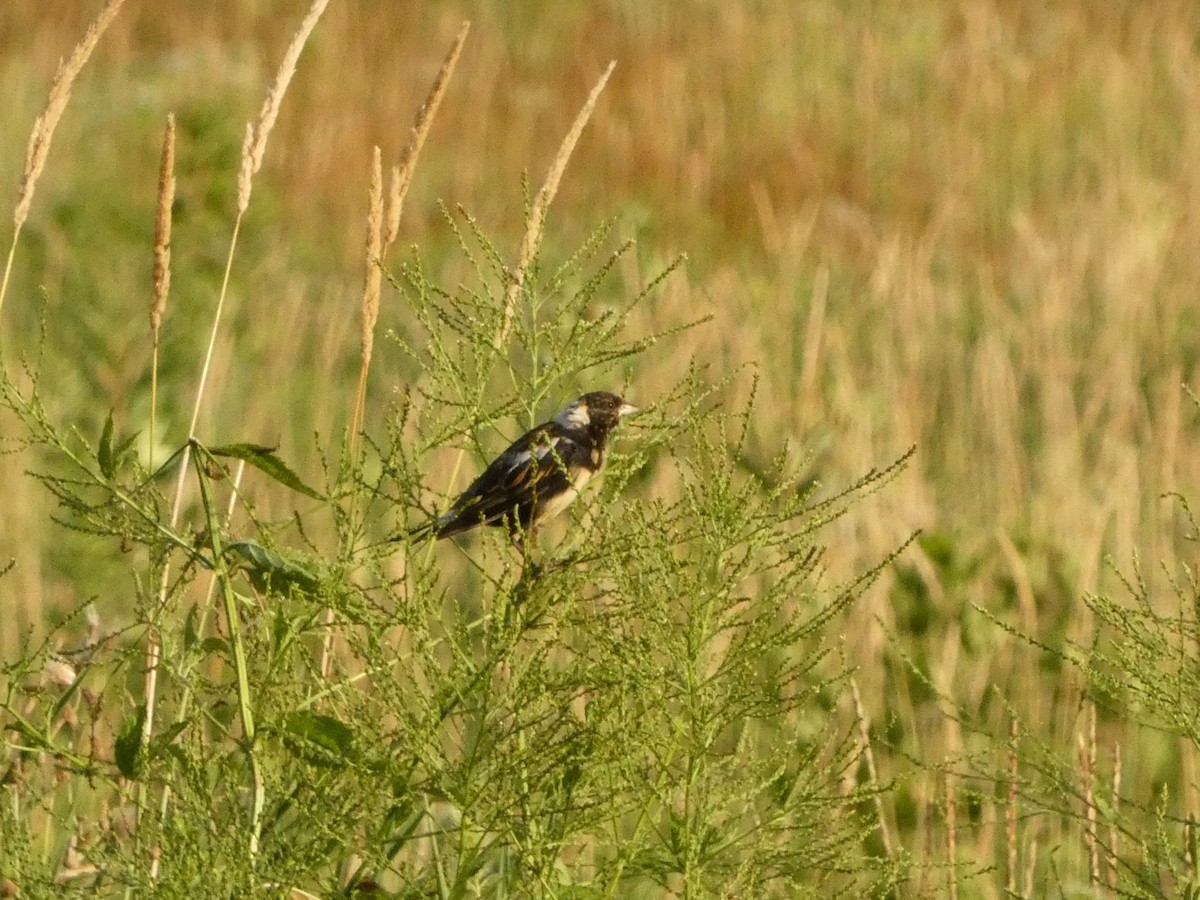 bobolink americký - ML623982640