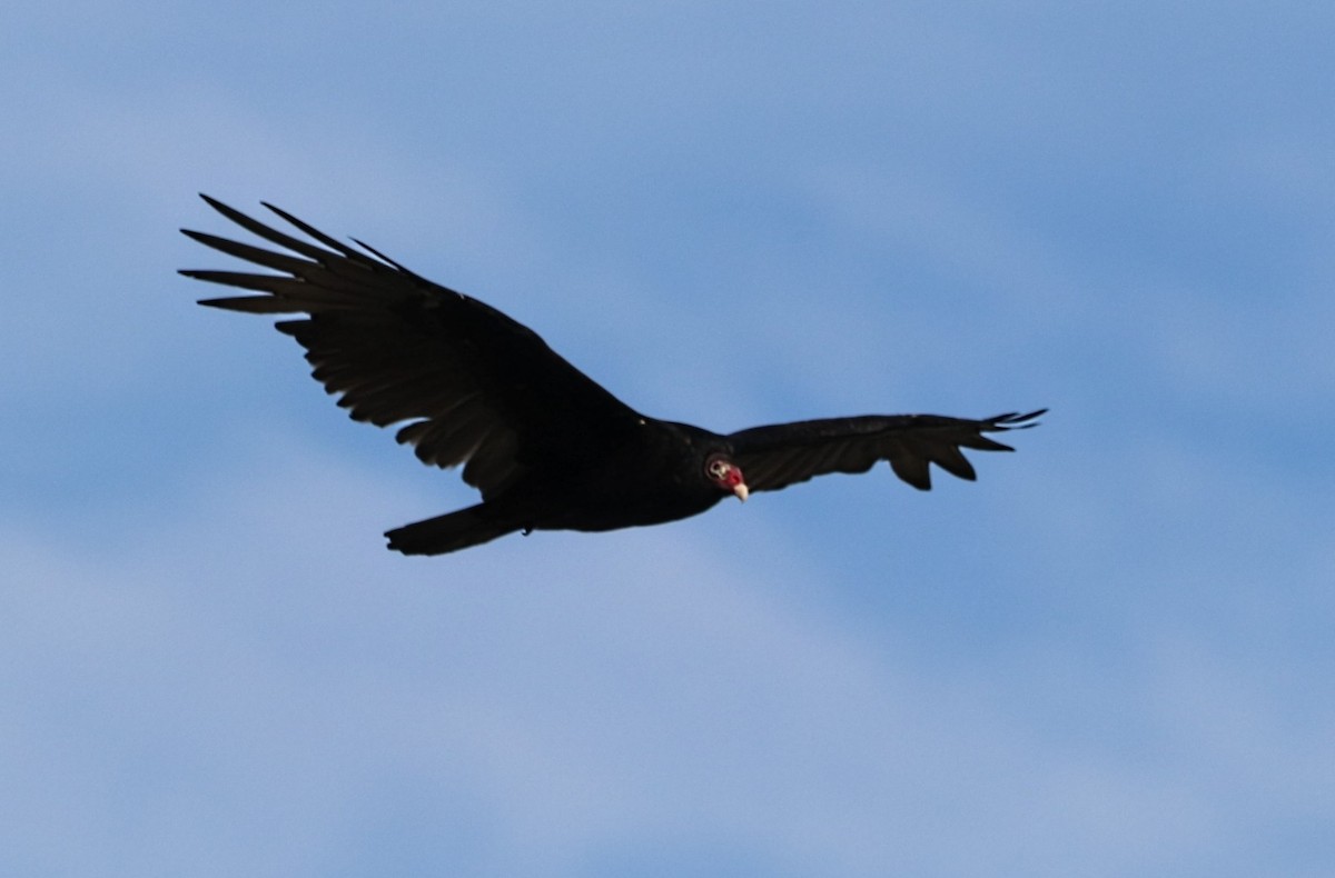 Turkey Vulture - ML623982651