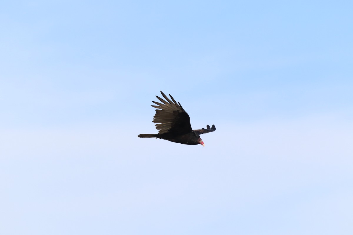 Turkey Vulture - ML623982652