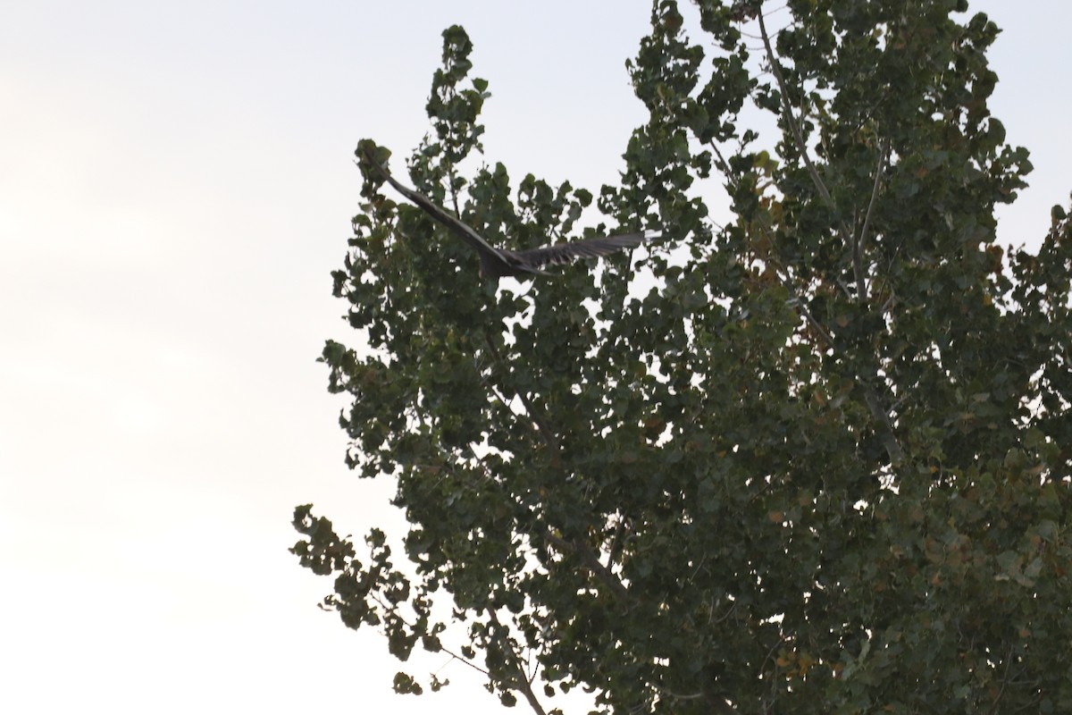 Turkey Vulture - ML623982653