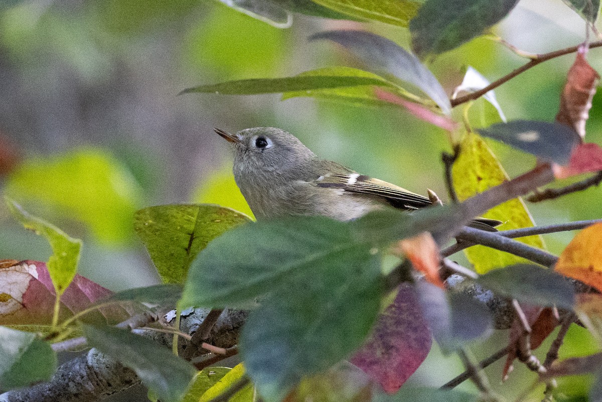 Ruby-crowned Kinglet - ML623982654