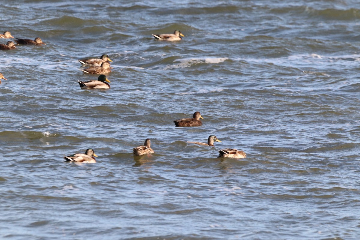 American Black Duck - ML623982668