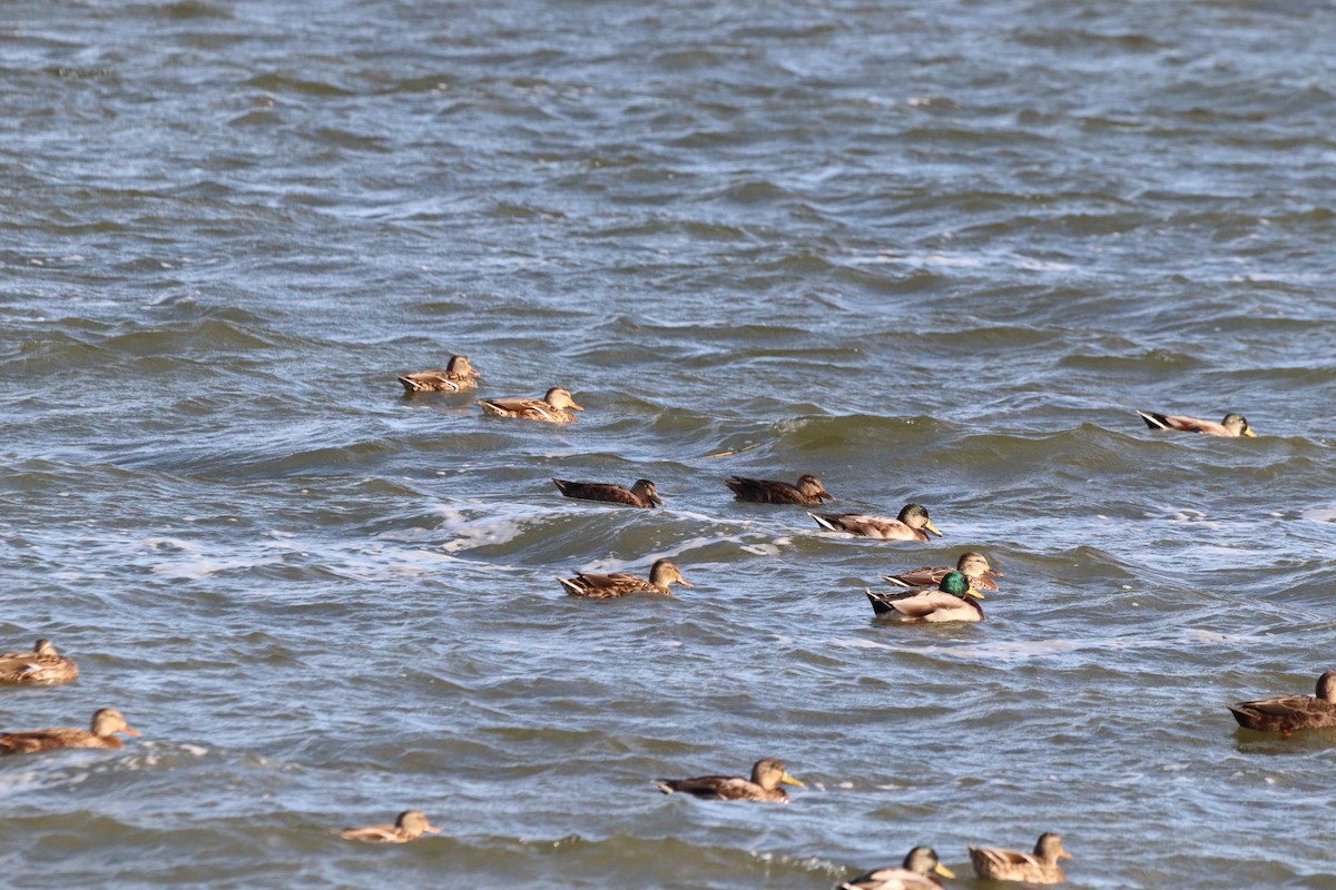 American Black Duck - ML623982669