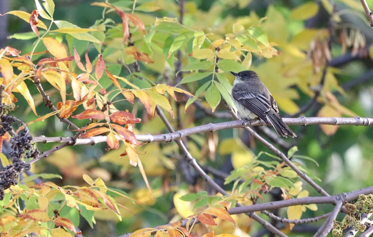 Eastern Phoebe - ML623982733