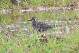 Pacific Golden-Plover - Alen Alex