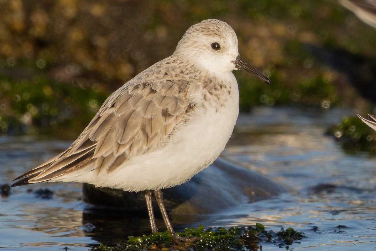 Bécasseau sanderling - ML623982774