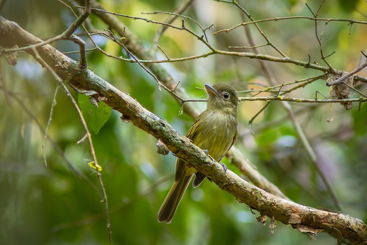 Eastern Olivaceous Flatbill - ML623982777