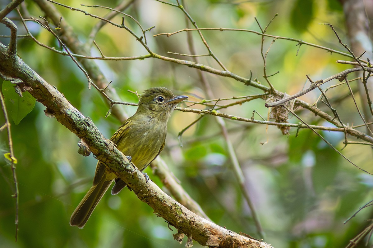 Eastern Olivaceous Flatbill - ML623982778