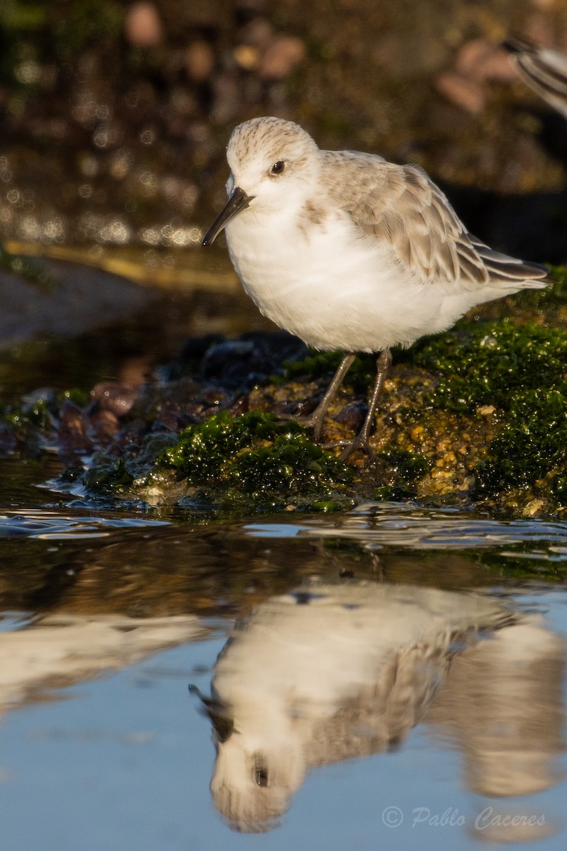 Bécasseau sanderling - ML623982785