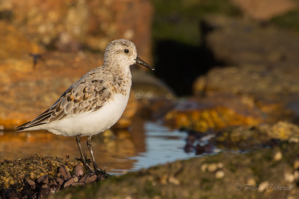 Bécasseau sanderling - ML623982801