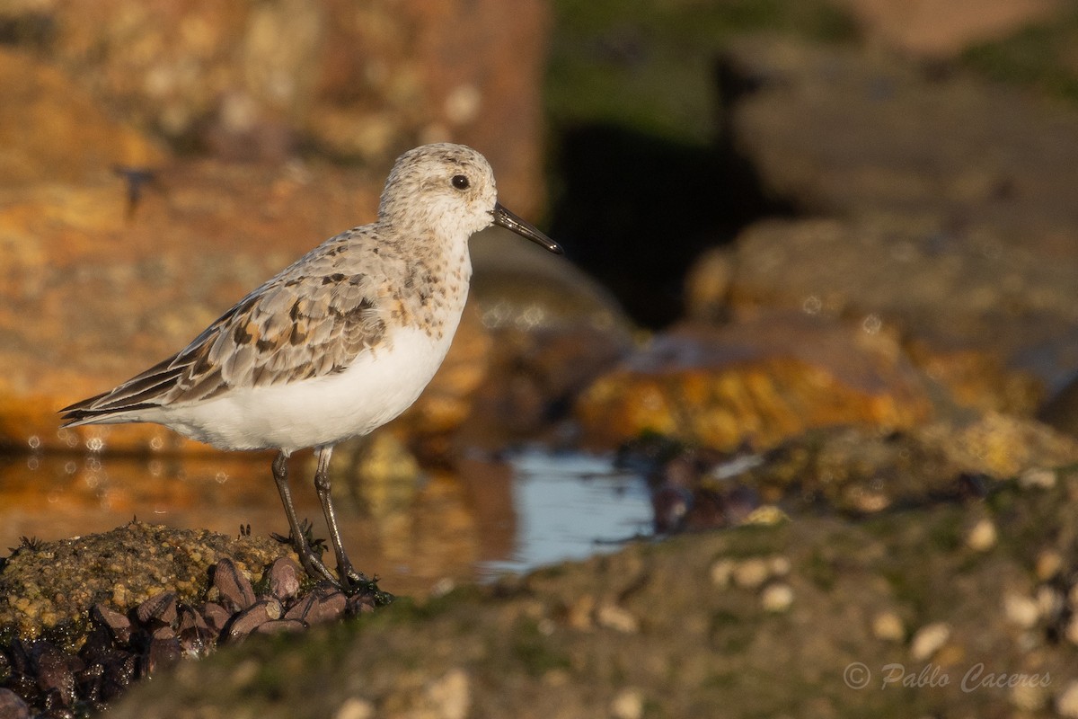 Bécasseau sanderling - ML623982802