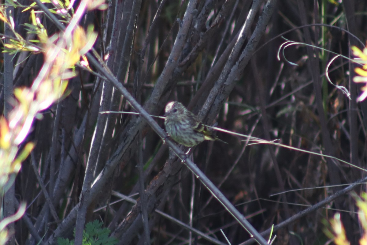 Pine Siskin - ML623982806