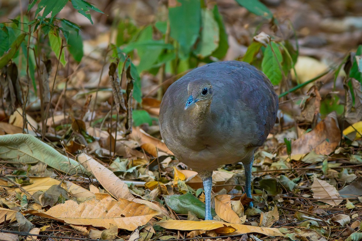 Solitary Tinamou - ML623982810