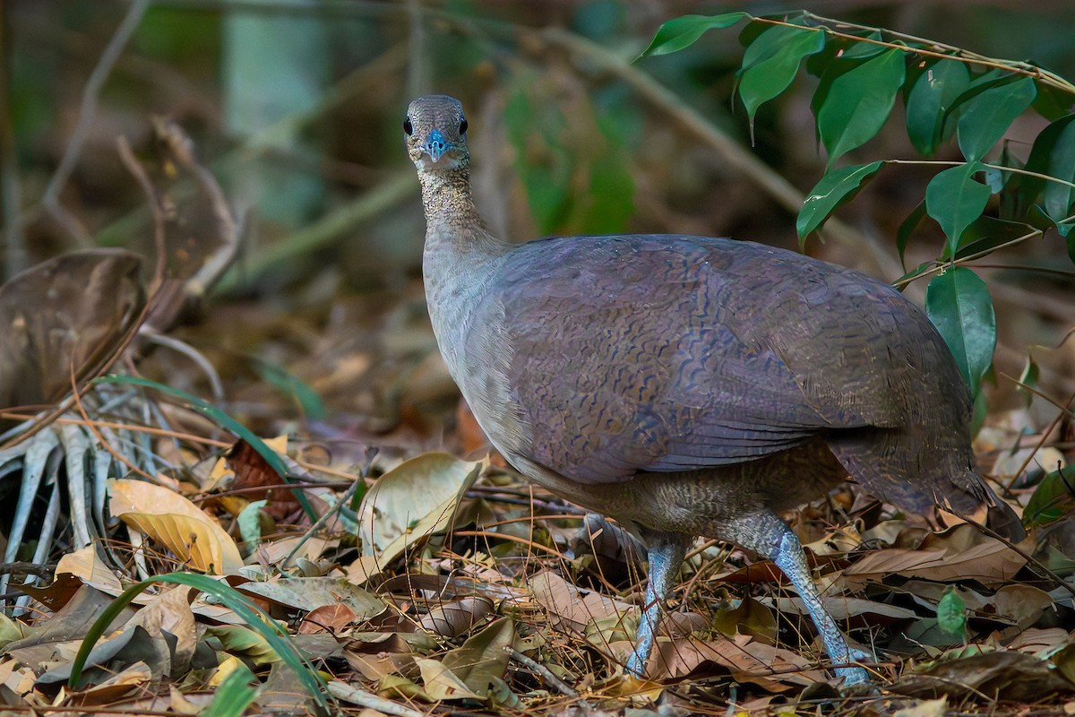 Solitary Tinamou - ML623982811