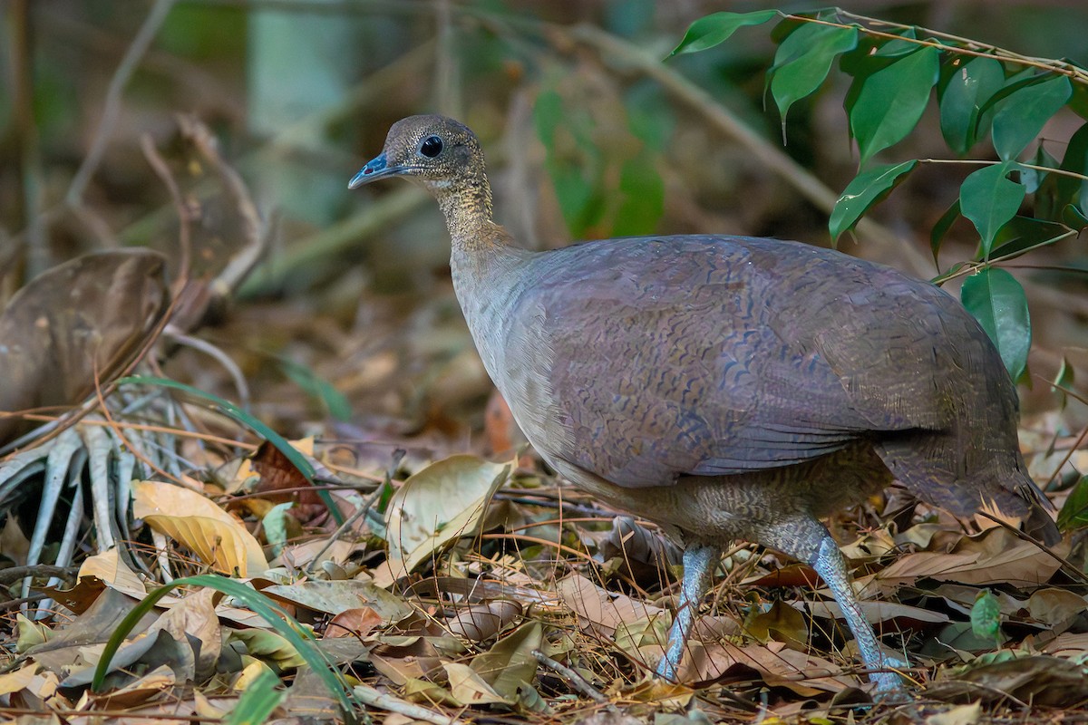 Solitary Tinamou - ML623982812