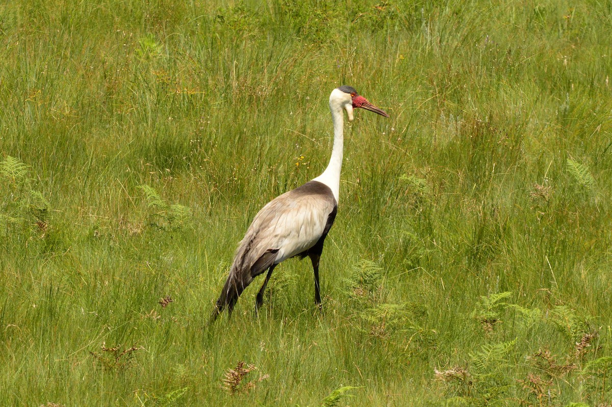 Wattled Crane - ML623982863