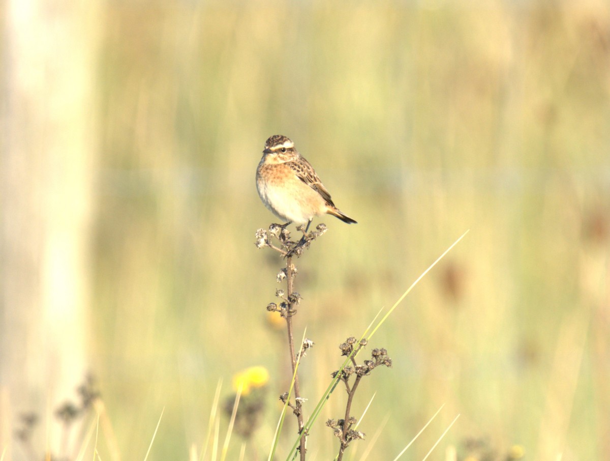 Whinchat - ML623982875