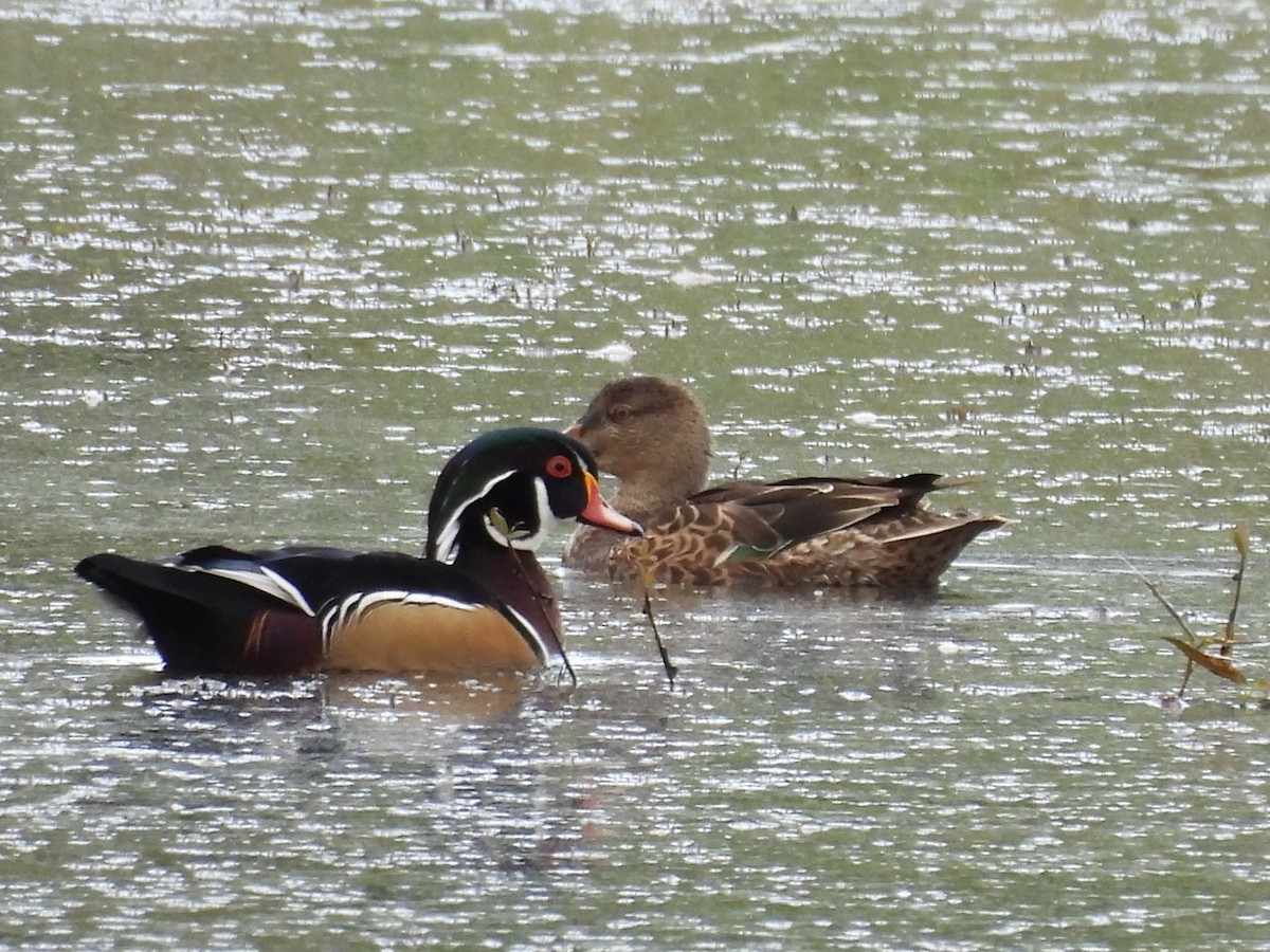 Wood Duck - ML623982889