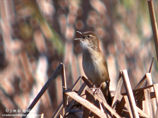 Savi's Warbler - Juan María Domínguez Robledo