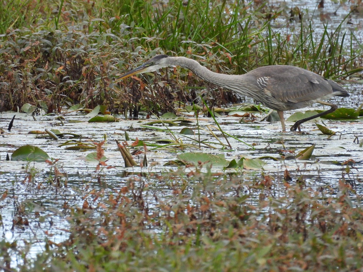 Great Blue Heron - ML623982895