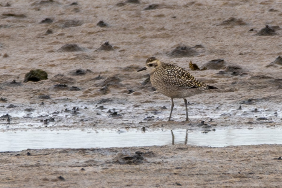 Pacific Golden-Plover - Amy Kohlhepp