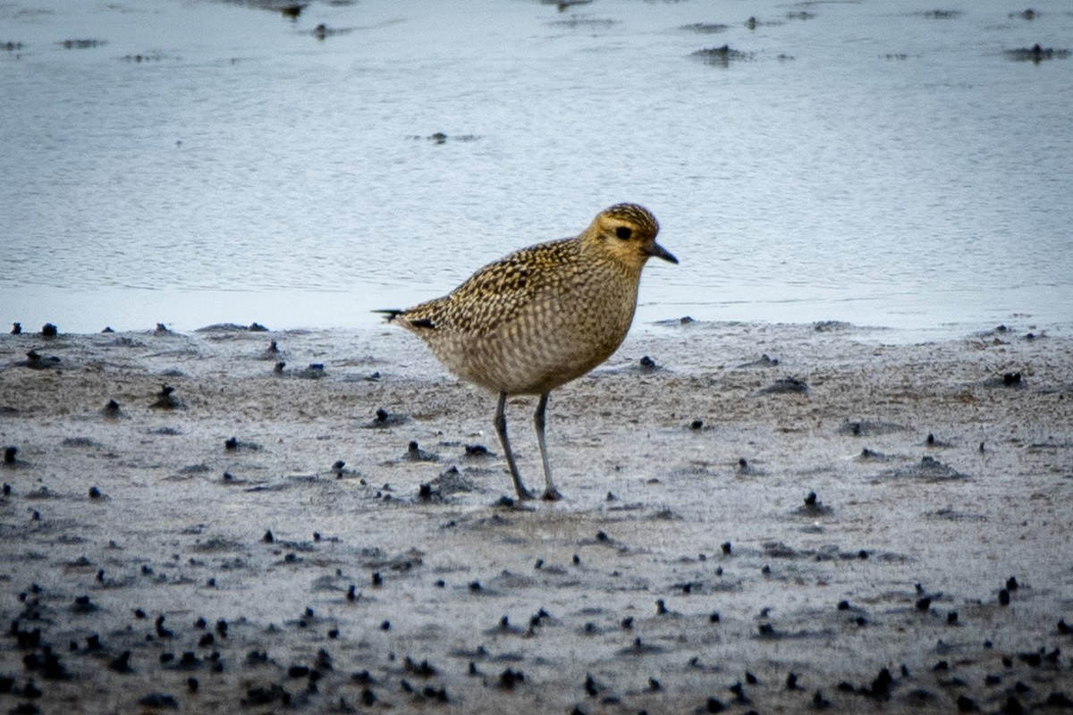 Pacific Golden-Plover - ML623982903