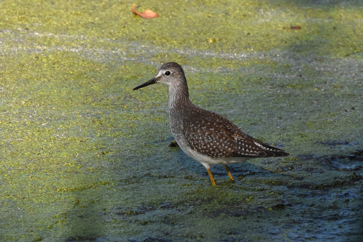 Lesser Yellowlegs - James Thompson