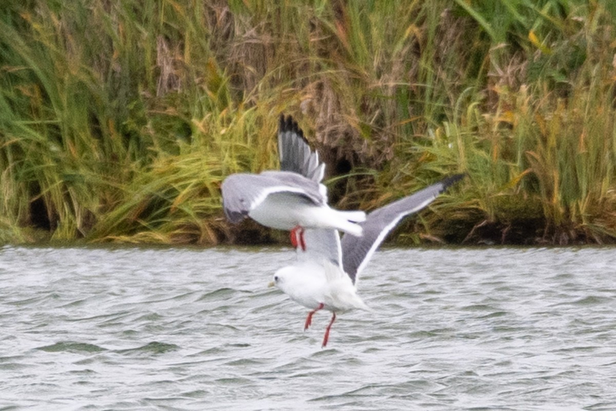 Red-legged Kittiwake - ML623982926