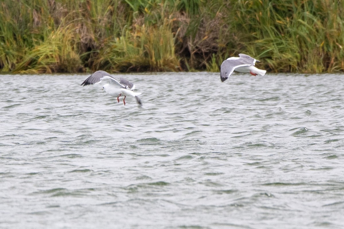 Red-legged Kittiwake - ML623982928