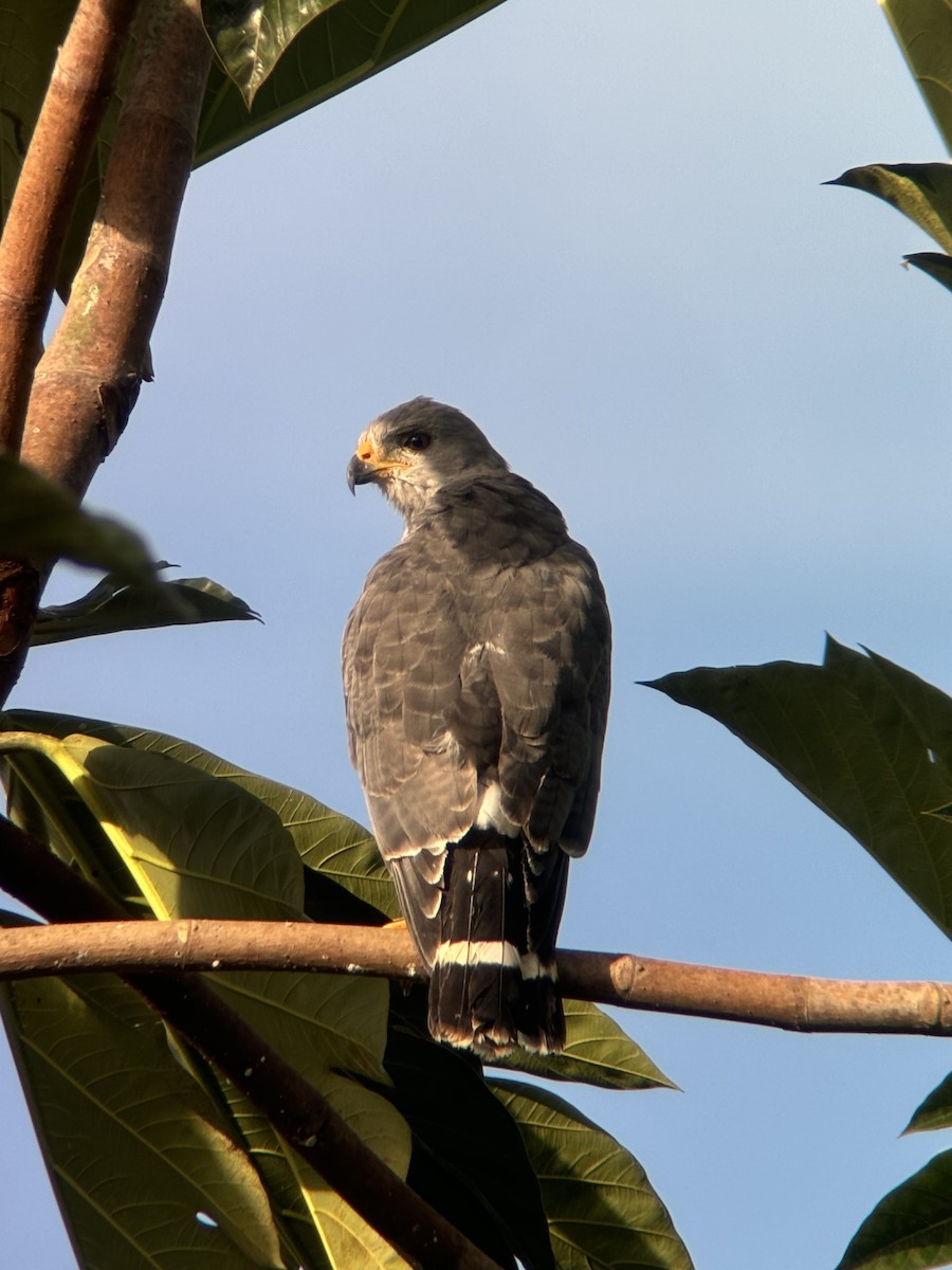 Gray Hawk - ML623982945