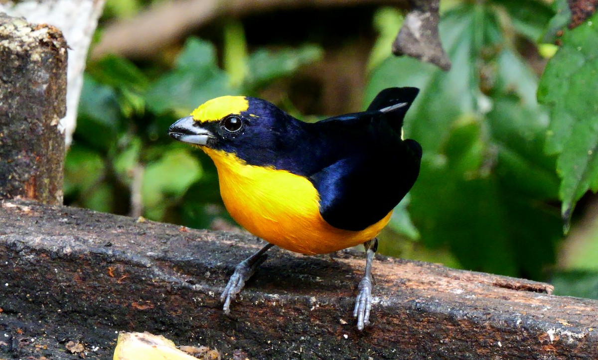 Thick-billed Euphonia (Black-tailed) - ML623982951