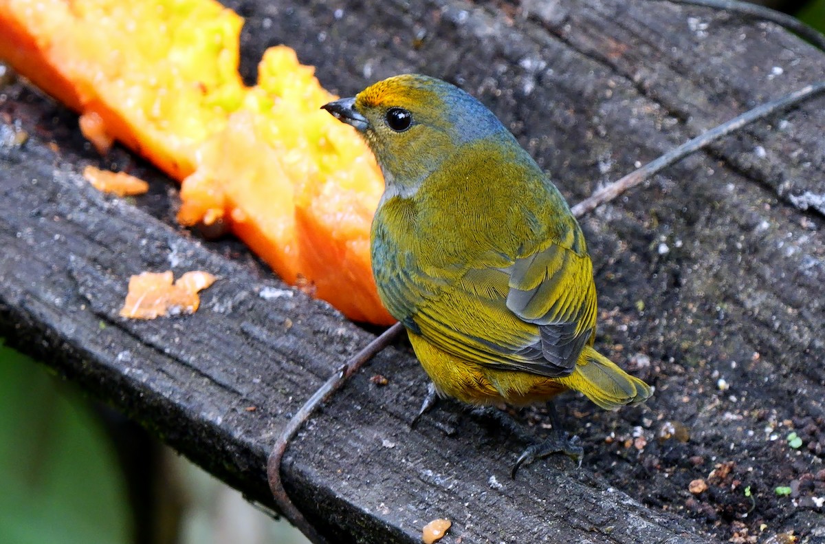 ハシブトスミレフウキンチョウ（melanura／crassirostris） - ML623982952