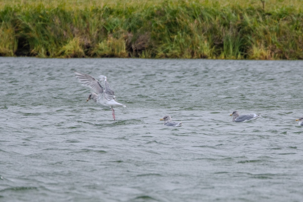 Glaucous-winged Gull - ML623982969