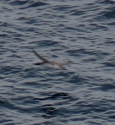 Cory's Shearwater - ML623982974