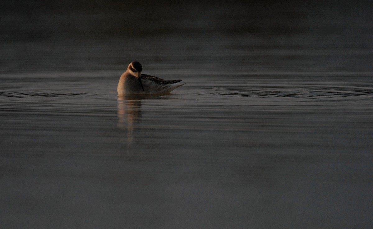 Red-necked Phalarope - Antoni Karolak