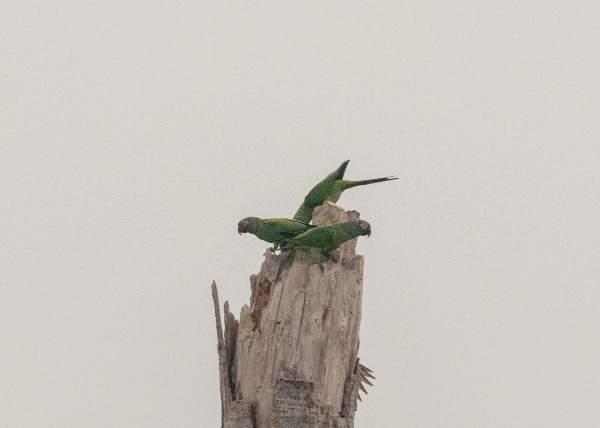 Dusky-headed Parakeet - Silvia Faustino Linhares