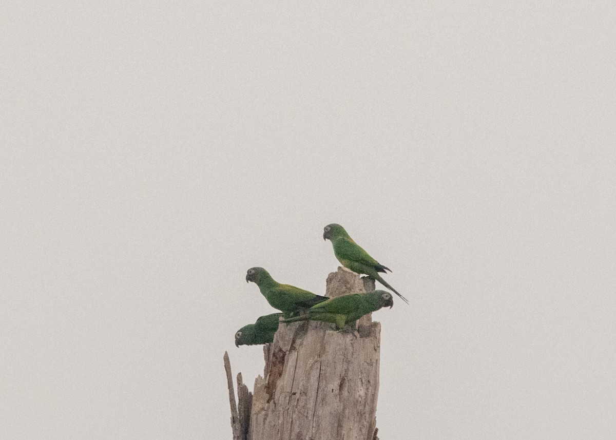 Dusky-headed Parakeet - Silvia Faustino Linhares