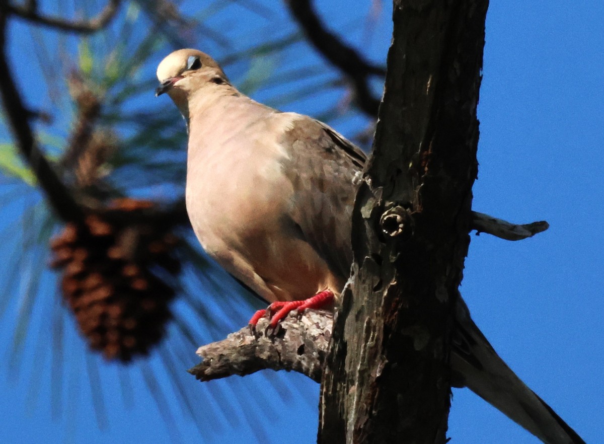 Mourning Dove - ML623982993