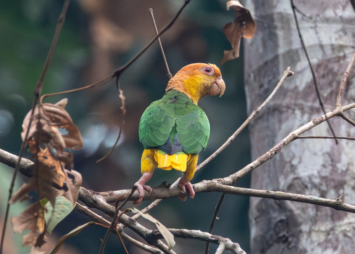 White-bellied Parrot - ML623983003